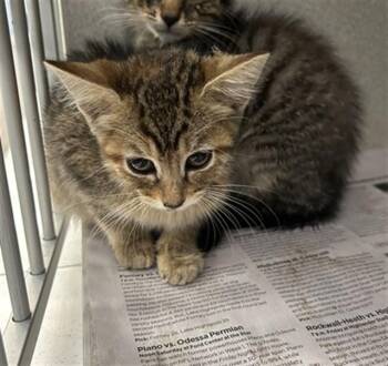LEELA -  Domestic Short Hair Cat for Adoption in Dallas, Texas - LEELA | PetCurious