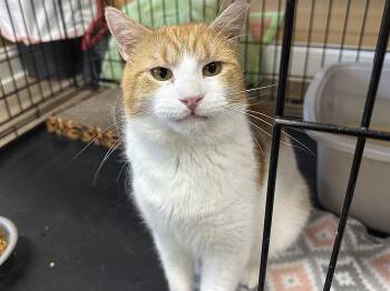 Domestic Short Hair Cats Available for Adoption - Pavarotti | PetCurious