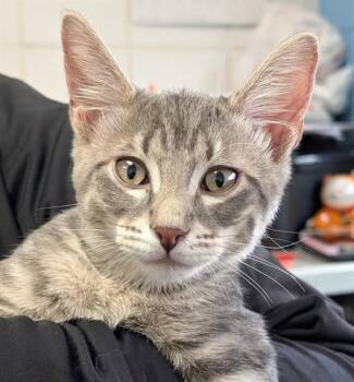 Rescue Domestic Short Hair Cats for Adoption in Canfield, Ohio - OLLIE | PetCurious