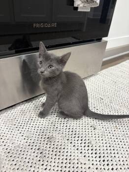 Tonka (2404) -  Domestic Short Hair Cat for Adoption in Zephyrhills, Florida - Tonka (2404) | PetCurious