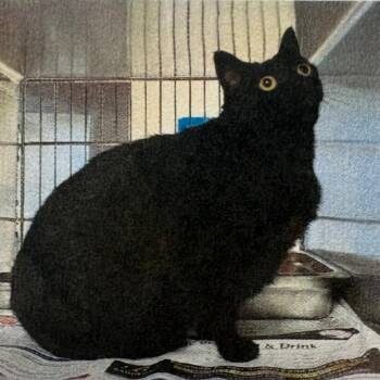 American Shorthair Cats Available for Adoption - Nasa | PetCurious