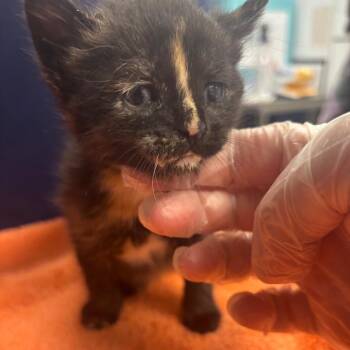 Turbo -  Domestic Short Hair Cat for Adoption in Newark, New Jersey - Turbo | PetCurious