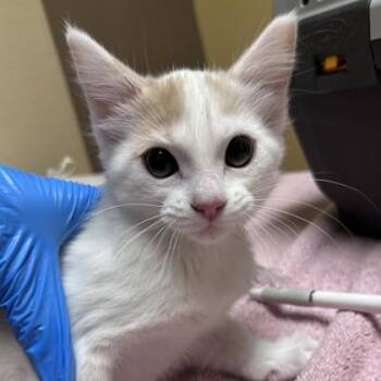 Scarf -  Domestic Short Hair Cat for Adoption in Merriam, Kansas - Scarf | PetCurious