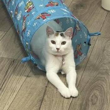 Teaspoon -  Domestic Short Hair Cat for Adoption in Prescott, Arizona - Teaspoon | PetCurious