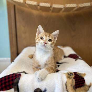 Gavin -  Domestic Short Hair Cat for Adoption in Fargo, North Dakota - Gavin | PetCurious