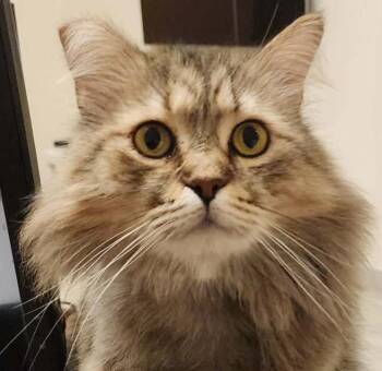 Scottish Fold Cats Available for Adoption in Bedford Hills, New York - Pistacchio Is PURRFECT For Poofy Snuggles!  VIDEO!  EMERGENCY Tr | PetCurious