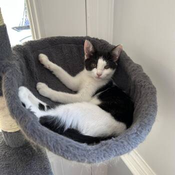 Blinky - 3 MONTHS - CURIOUS LITTLE SUPERVISOR -  American Shorthair Cat for Adoption - Blinky - 3 MONTHS - CURIOUS LITTLE SUPERVISOR | PetCurious