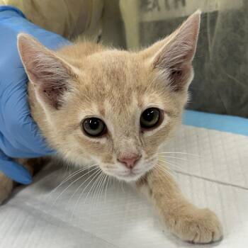 Shitake -  Domestic Short Hair Cat for Adoption in Salt Lake City, Utah - Shitake | PetCurious