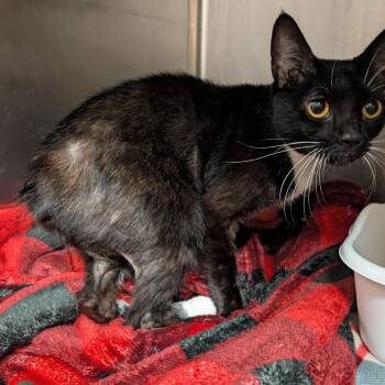 Domestic Short Hair Cats Available for Adoption in Titusville, Florida - Maisie | PetCurious