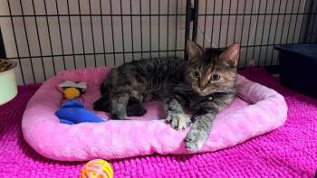 Paula-Purrs-a-lot -  Domestic Short Hair Cat for Adoption in Ashland, Kentucky - Paula-Purrs-a-lot | PetCurious