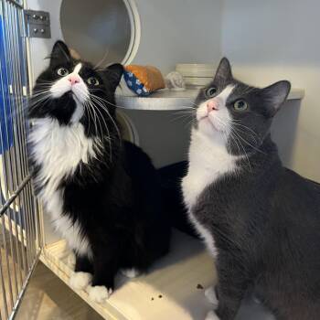 Domestic Short Hair Cats Available for Adoption in Salisbury, Massachusetts - Angus And Byron | PetCurious