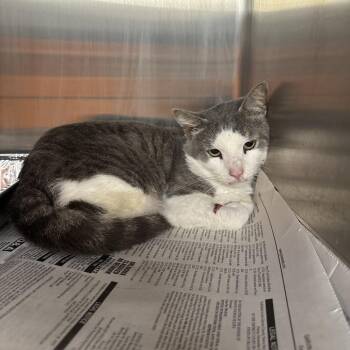 Domestic Short Hair Cats Available for Adoption in Pauls Valley, Oklahoma - Jensen | PetCurious