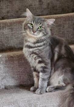 Rescue Domestic Medium Hair Cats for Adoption in New Albany, Ohio - Cupcake | PetCurious