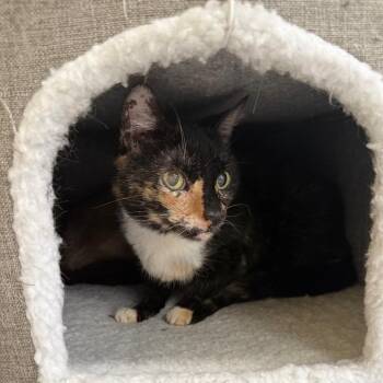 Domestic Short Hair Cats Available for Adoption in Hemet, California - Elvira | PetCurious