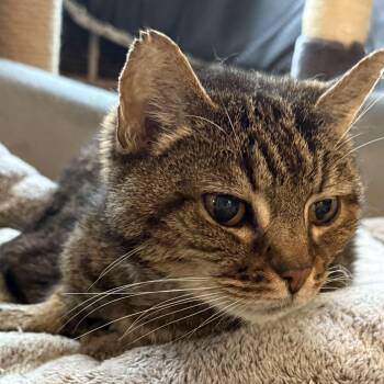 Rescue Tabby Cats for Adoption in Huntington, New York - Leila (senior With Broken Foot) | PetCurious