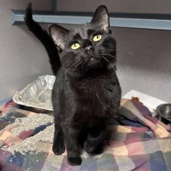 Orbit -  Domestic Short Hair Cat for Adoption in Waterloo, Iowa - Orbit | PetCurious
