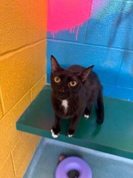 Bella -  Domestic Short Hair Cat for Adoption in Williamsport, Pennsylvania - Bella | PetCurious