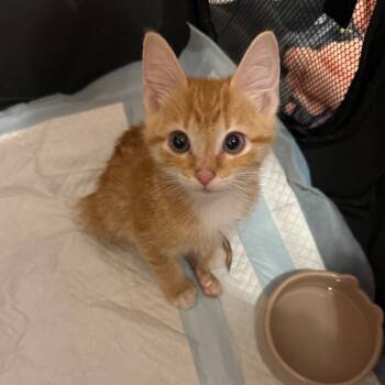 Rescue Domestic Short Hair Cats for Adoption in Pasadena, Maryland - Slinky SPECIAL NEEDS | PetCurious