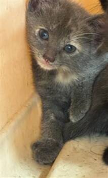 VEDA -  Domestic Short Hair Cat for Adoption in Palmetto, Florida - VEDA | PetCurious