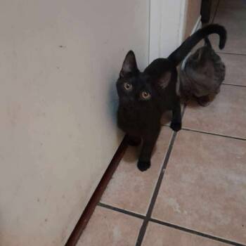 Rescue Domestic Short Hair Cats for Adoption in Las Vegas, Nevada - Shinobu Summer Cat F NV | PetCurious