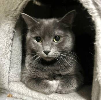 Domestic Short Hair Cats Available for Adoption in Vaughan, Ontario - Alanna | PetCurious