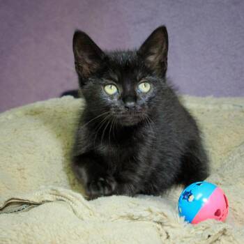 Domestic Short Hair Cats Available for Adoption in Versailles, Kentucky - Chili | PetCurious