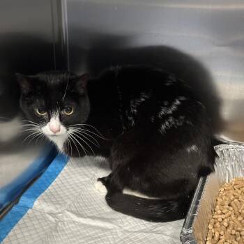 Domestic Short Hair Cats Available for Adoption in Greensboro, North Carolina - John Wick | PetCurious