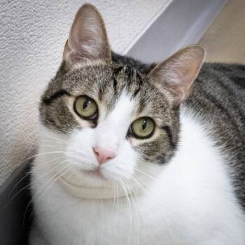 Rescue Domestic Short Hair Cats for Adoption in Tulsa, Oklahoma - Mr. Charlie | PetCurious