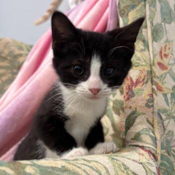 Jefferson -  Domestic Short Hair Cat for Adoption in Fairmont, West Virginia - Jefferson | PetCurious