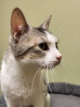 Rescue Domestic Short Hair Cats for Adoption in Leavenworth, Kansas - 25-0422 "Snookie" | PetCurious