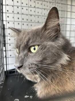 Domestic Long Hair Cats Available for Adoption in Palmetto, Florida - A135328 | PetCurious