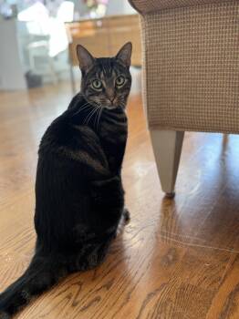 Rescue Bengal and Domestic Short Hair Cats for Adoption in Thornwood, New York - Kiki | PetCurious