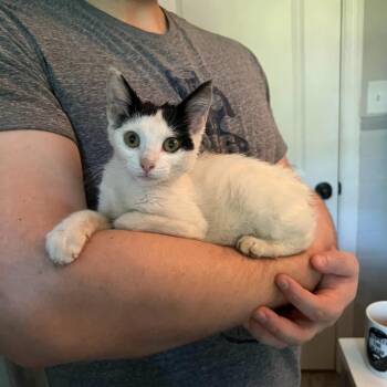 Rescue Domestic Short Hair Cats for Adoption in Smyrna, Georgia - Pepperchini | PetCurious