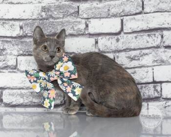 Sugar -  Dilute Tortoiseshell Cat for Adoption in Tuscaloosa, Alabama - Sugar | PetCurious