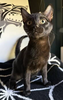 Rescue Domestic Short Hair Cats for Adoption in Lenexa, Kansas - Mustard | PetCurious