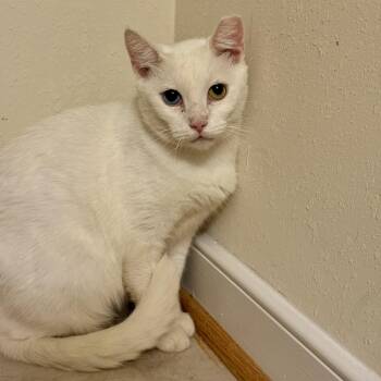 Granny -  Domestic Short Hair Cat for Adoption in Richmond, Virginia - Granny | PetCurious