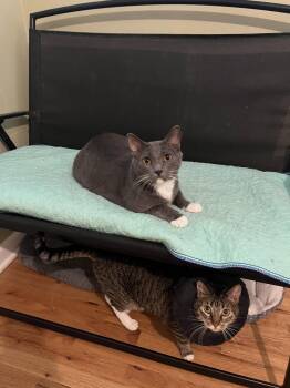 Paula + Thor -  Domestic Short Hair Cat for Adoption in Denver, Colorado - Paula + Thor | PetCurious