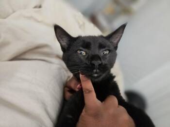 Lilith -  Domestic Short Hair Cat for Adoption in Bayonne, New Jersey - Lilith | PetCurious