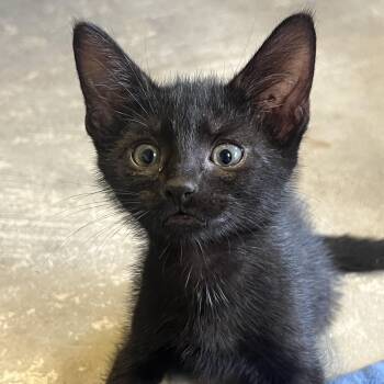 Fezzik -  Domestic Short Hair Cat for Adoption in Columbia, South Carolina - Fezzik | PetCurious