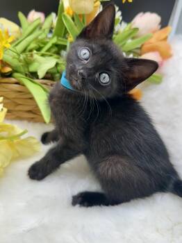 Domestic Medium Hair Cats Available for Adoption in Huntington Beach, California - Ruko (Rarity) | PetCurious
