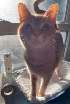 Domestic Short Hair Cats Available for Adoption in Savannah, Georgia - Boots (Bonded With Fozzie) | PetCurious