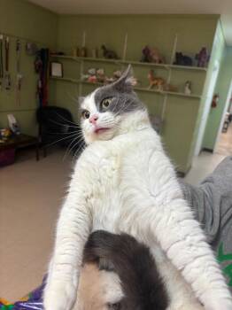 Domestic Short Hair Cats Available for Adoption - Fizzgig | PetCurious