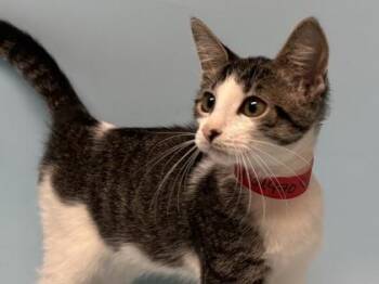 Angelica -  Domestic Short Hair Cat for Adoption in Woodbury, Minnesota - Angelica | PetCurious