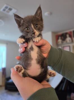 American Shorthair Cats Available for Adoption in Beaverton, Oregon - Marlo | PetCurious