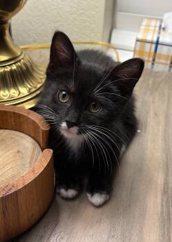 Bunny -  Manx Cat Available for Adoption in Fort Worth, Texas - Bunny | PetCurious