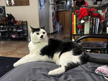 Toto -  Domestic Short Hair Cat for Adoption in Burnaby, British Columbia - Toto | PetCurious