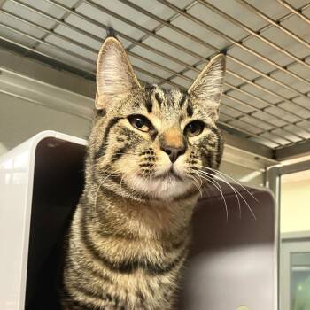 Domestic Short Hair Cats Available for Adoption - Rami | PetCurious