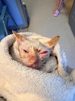 Southerland 1 -  Domestic Short Hair Cat for Adoption in Morgantown, Kentucky - Southerland 1 | PetCurious