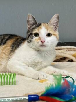 Imogen -  Domestic Short Hair Cat for Adoption in Orland Hills, Illinois - Imogen | PetCurious