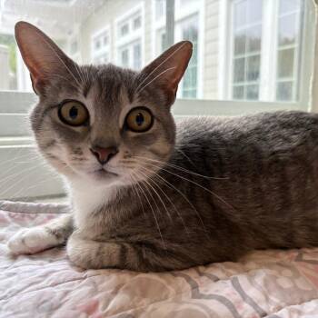 Domestic Short Hair Cats Available for Adoption in Gloucester, Virginia - Grace | PetCurious